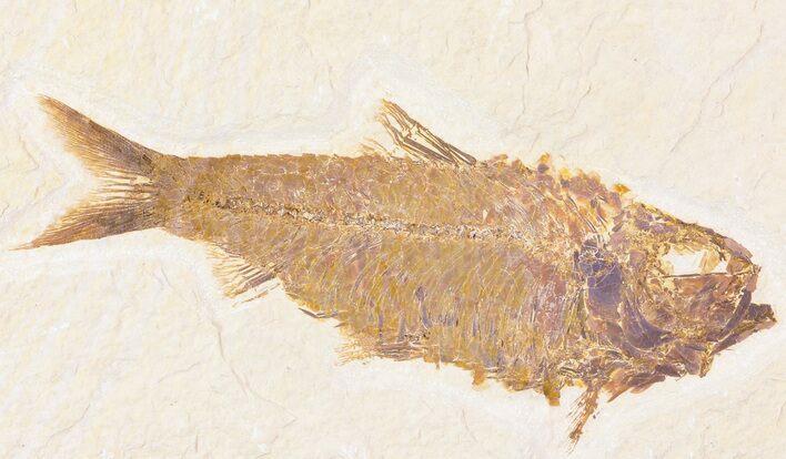 Large, Knightia Fossil Fish - Wyoming #78314
